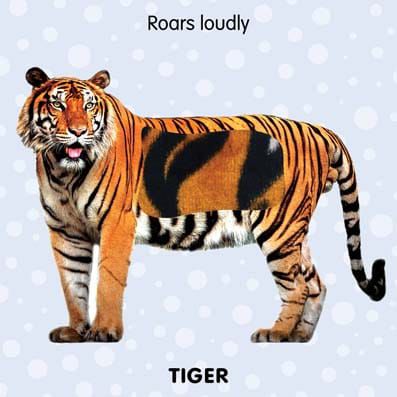 Jungle Animals - Touch & Feel Book